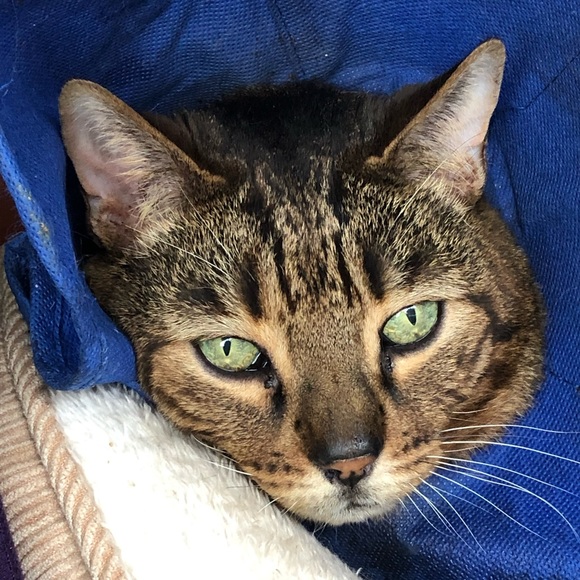 Meet your Posher, Ginger - Picture 7 of 8